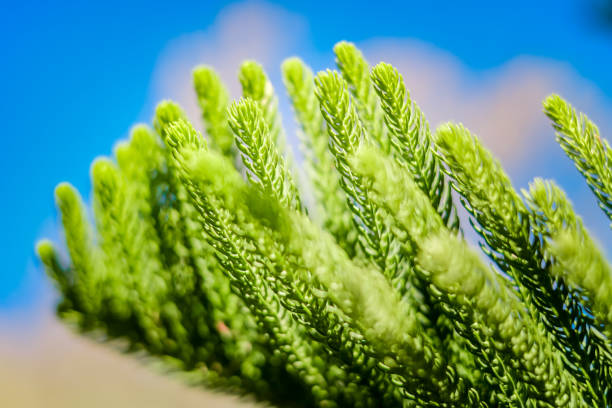 istock Green leaf on blurred greenery background in garden with copy space using as background natural green plants landscape, fresh wallpaper concept. 1209417938