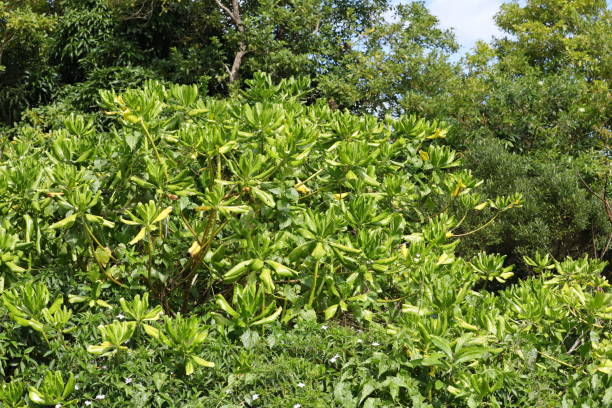 istock Scaevola Taccada at Chamarel Mauritius, Indian Ocean, Africa 1209418286