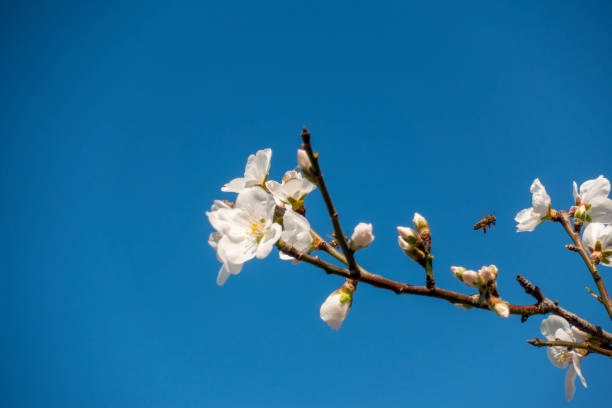 istock Spring; Almond tree flowers aganist the blue sky 1209419004