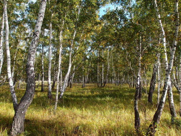 istock Summer Siberian forest, Omsk region 1209419140