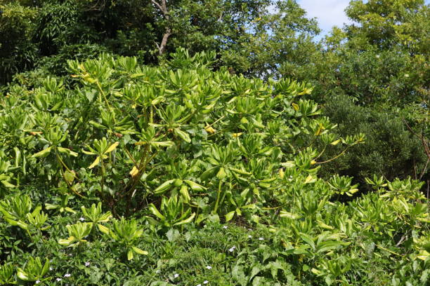 Scaevola Taccada at Chamarel Mauritius, Indian Ocean, Africa