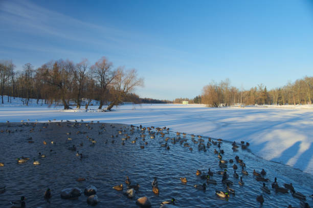 istock winter landscape in city park 1209419555