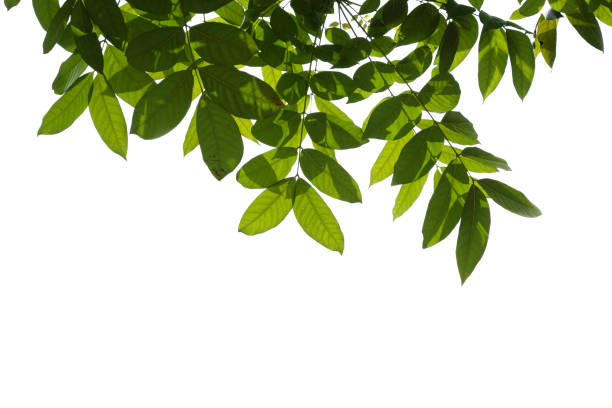 istock Green tree branch isolated on white background 1209420443