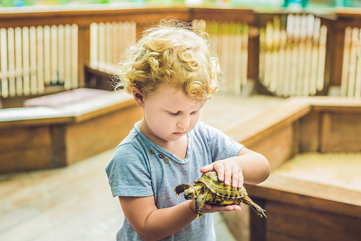 toddler girl caresses and playing with turtle in the petting zoo. concept of sustainability, love of nature, respect for the world and love for animals. Ecologic, biologic, vegan, vegetarian.