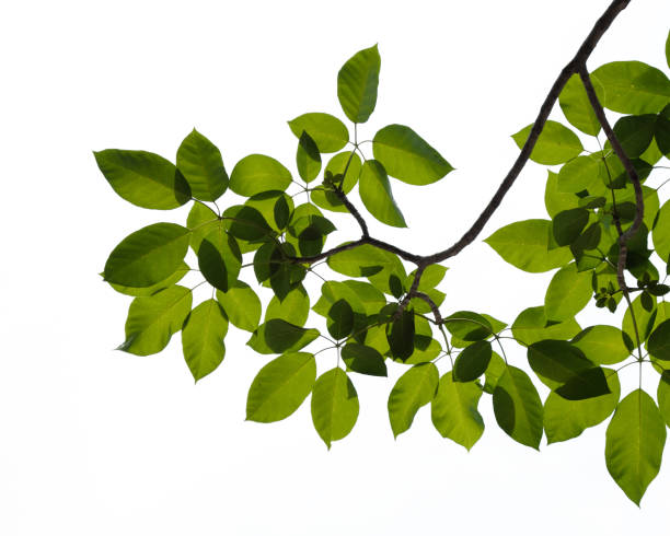 istock Green tree branch isolated on white background 1209422214