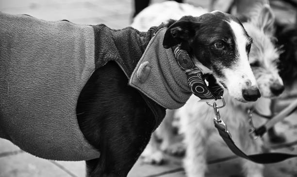 istock Greyhound in street 1209422490