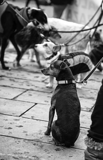 istock Dog walking street 1209422491