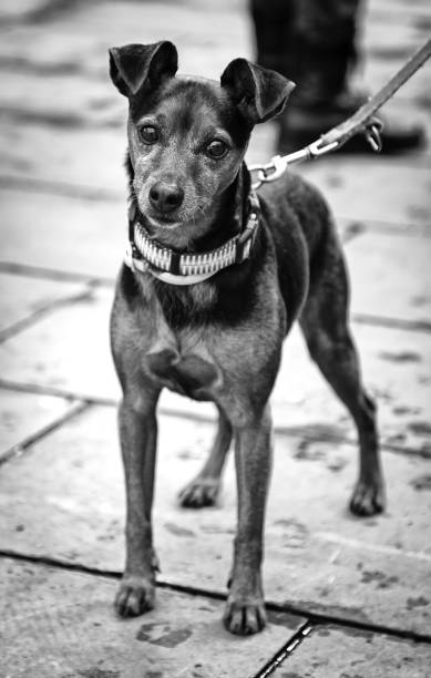 istock Dog walking street 1209423227
