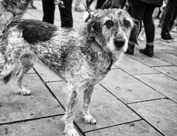 Thai stray dog (grayscale)