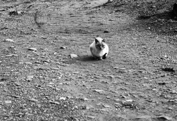 Abandoned street cats, animal abuse, sadness