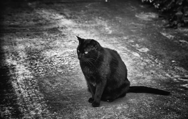 istock Abandoned street cats 1209423918