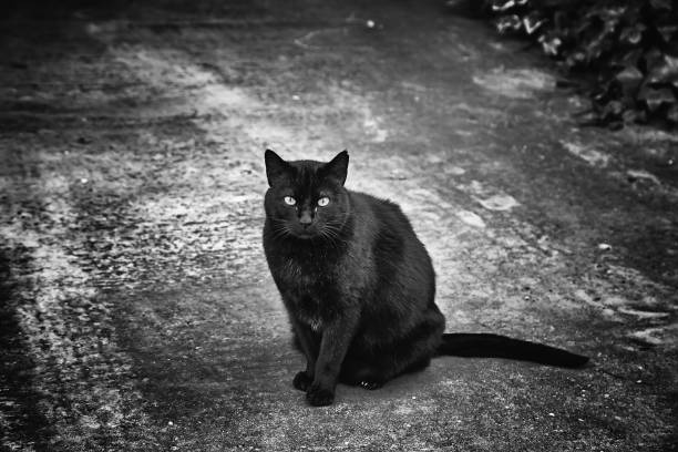 istock Abandoned street cats 1209423930