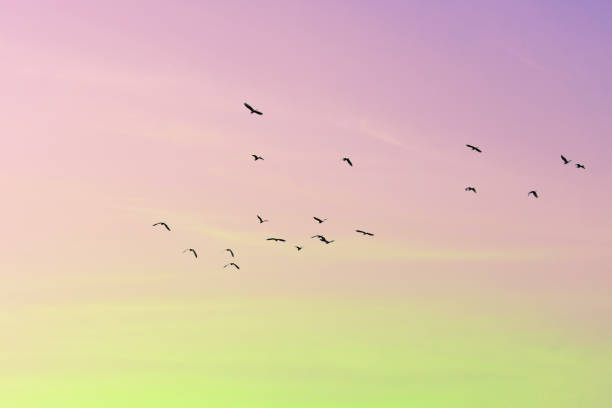 istock colorful sky with beautiful rainbow lights with birds flying 1209424945