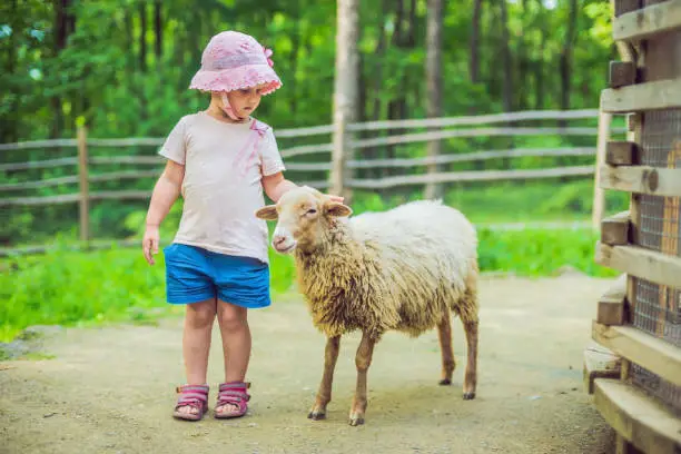 Photo of little girl with lamb on the farm