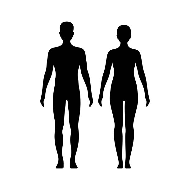 Male and female model figures vector illustration Man and woman silhouettes dummy icon stock illustrations