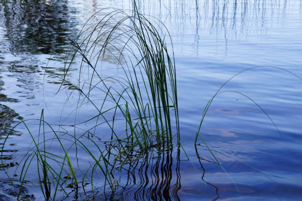 istock Blue water surface in a lake with a green water plant. 1209426975