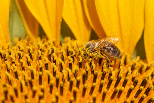 istock bee foraging on yellow sunflower for honey production 1209427134