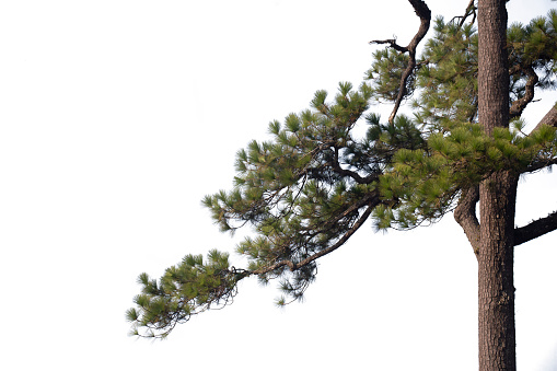 Pine  branches isolated on white background with clipping path.