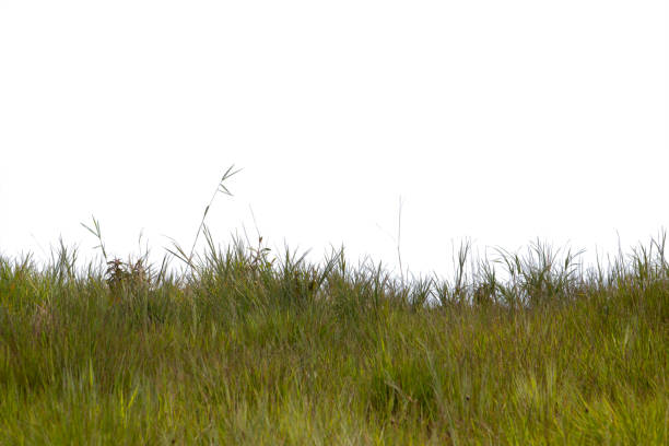 herbe d’isolement sur le fond blanc. chemin de coupe. - sweet grass photos photos et images de collection