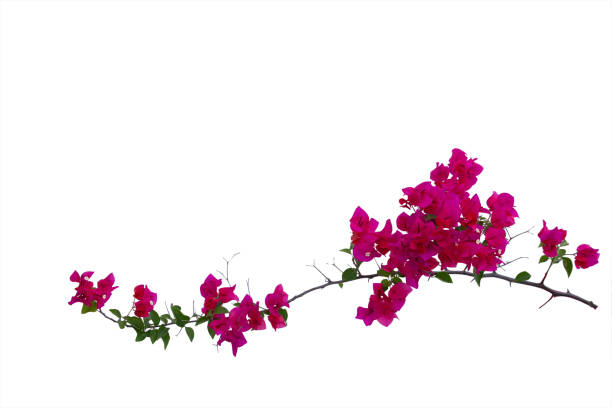 istock Bougainvilleas branch isolated on white background.Clipping path. 1209427482