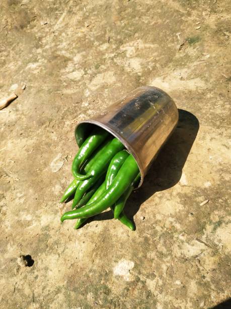 istock Hot chilli pepper in white ceramic pot with white background. Green natural 1209428096