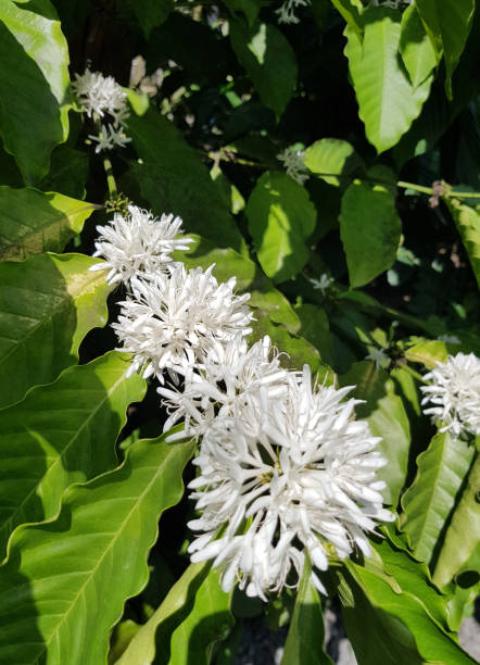 istock Luwak coffee flowers 1209430424