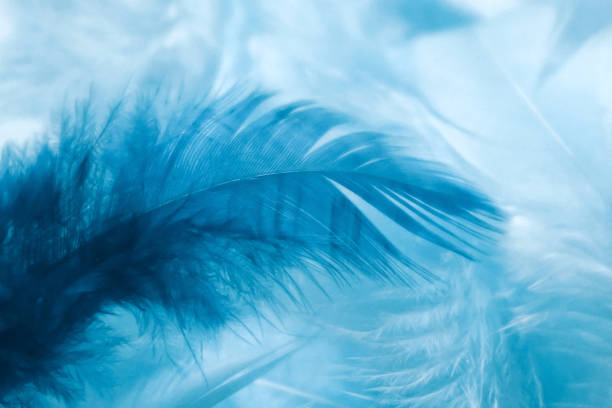 istock Abstract soft blue feather background. Closeup of light and dark blue feathers. Soft selective focus 1209431297