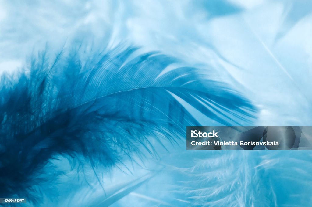 Abstract Soft Blue Feather Background Closeup Of Light And Dark