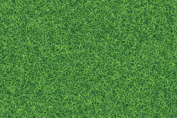 illustrations, cliparts, dessins animés et icônes de fond texturé réaliste d’herbe verte. - backgrounds color image directly above full frame