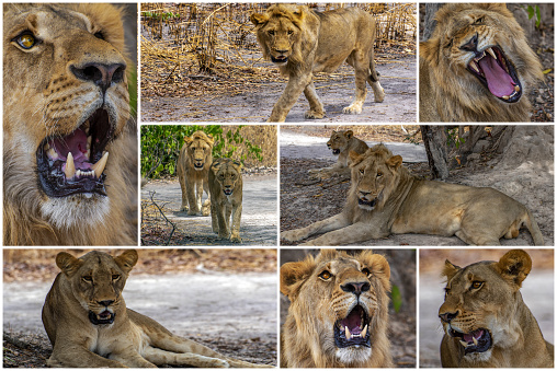 Collage - set of lion, Africa