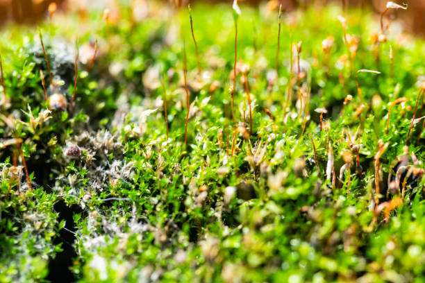 istock a withered  carnivorous plant once lived here in green macro 1209433819