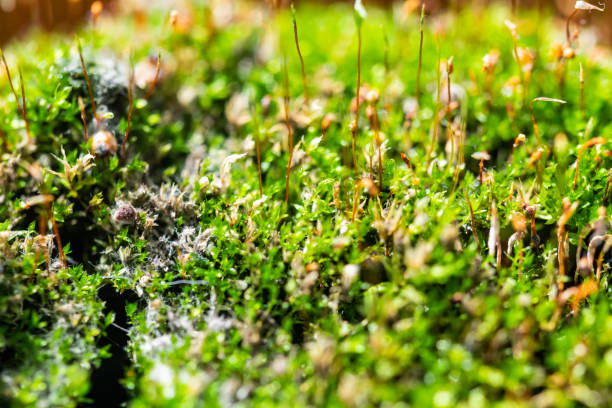 istock a withered  carnivorous plant once lived here in green macro 1209433841