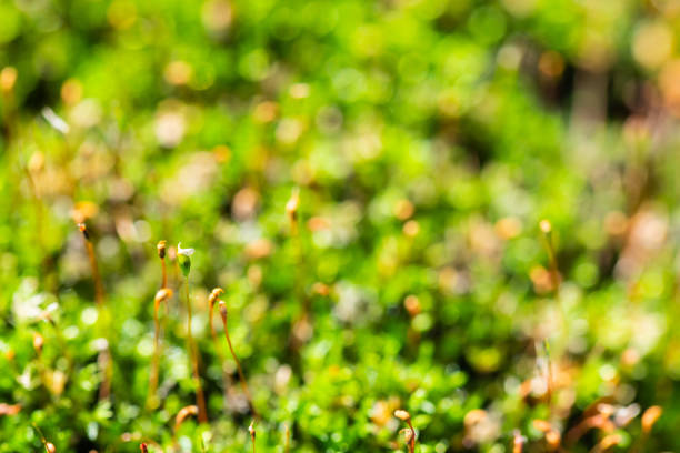a  withered carnivorous plant once lived here in green macro