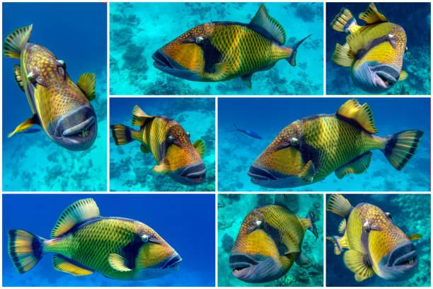 istock Collage and set.Giant titan triggerfish, biggest coral reef trigger fish, (Balistoides viridescens). Red Sea, Egypt 1209434066