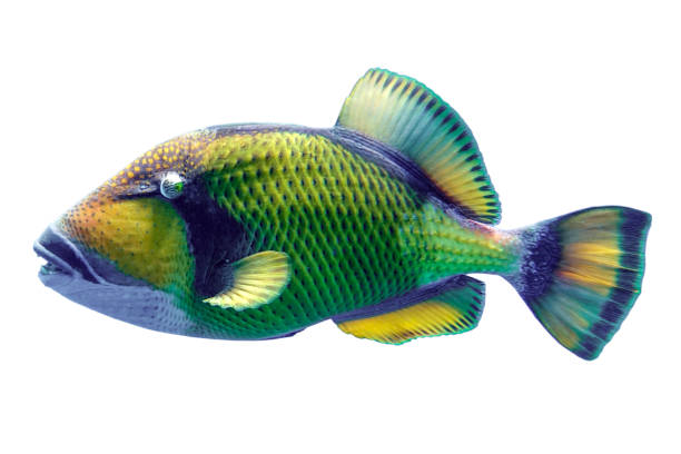 istock Giant titan triggerfish, biggest coral reef trigger fish, (Balistoides viridescens). Red Sea, Egypt 1209434211