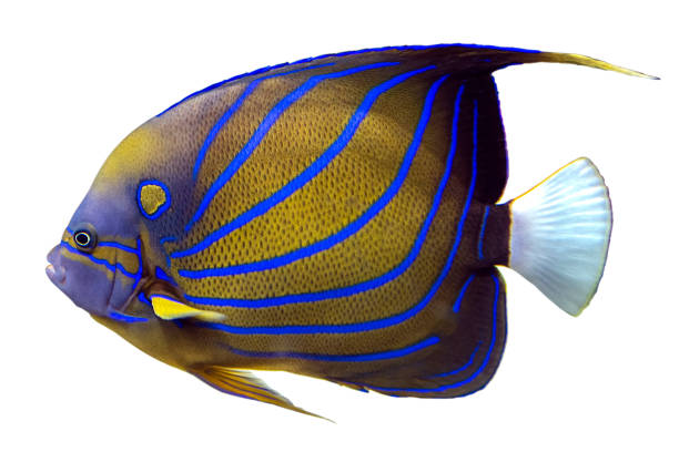 istock Blue Ring Angelfish (Pomacanthus annularis) isolated on white background. 1209434760