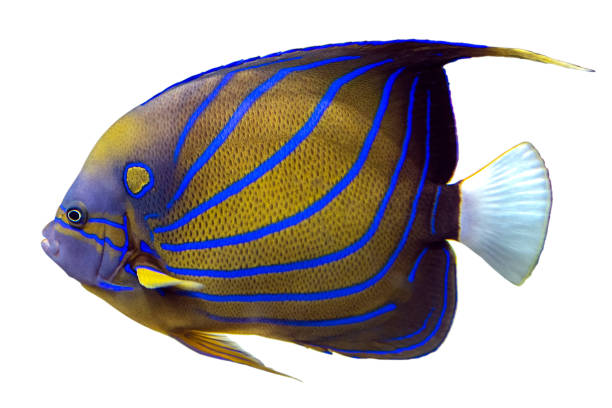 blue ring angelfish (pomacanthus annularis) isolado em fundo branco. - euxiphipops navarchus - fotografias e filmes do acervo