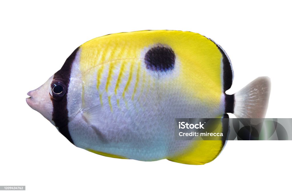 The teardrop butterflyfish Chaetodon unimaculatus - tropical coral fish. Isolated on white background. Butterflyfish Stock Photo