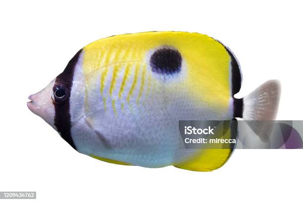 The Teardrop Butterflyfish Chaetodon Unimaculatus Tropical Coral Fish Isolated On White Background Stock Photo - Download Image Now
