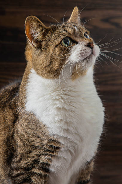 istock Portrait of a cat 1209437043