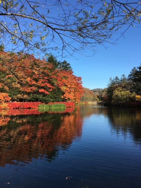 istock Fall Foliage in Karuizawa, Japan 1209439399