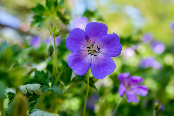 istock Cranesbills flowering plant, Geranium Rozanne flowers in bloom 1209439433