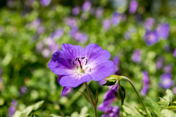 istock Cranesbills flowering plant, Geranium Rozanne flowers in bloom 1209439451