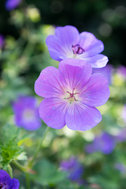 istock Cranesbills flowering plant, Geranium Rozanne flowers in bloom 1209439460
