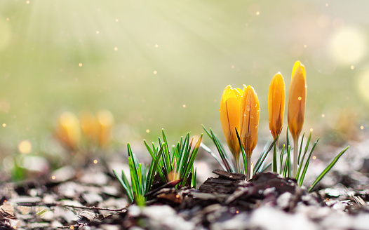 Yellow spring crocuses in the early morning outdoor. Spring flowers with dew in damp grass with light bokeh. Spring background.