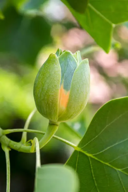 Photo of Liriodendron tulipifera beautiful ornamental tree in bloom