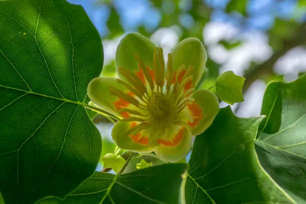 Photo of Liriodendron tulipifera beautiful ornamental tree in bloom