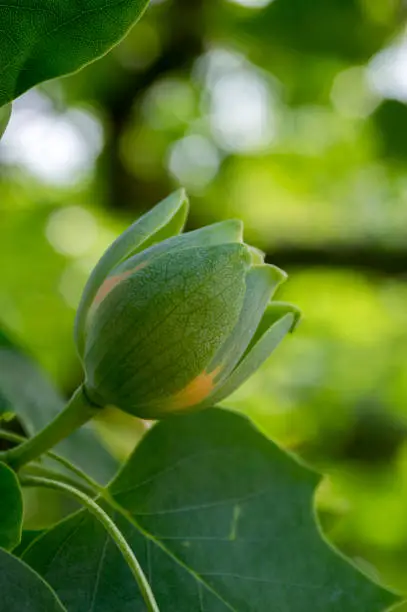 Photo of Liriodendron tulipifera beautiful ornamental tree in bloom