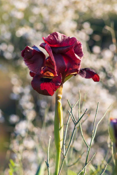 istock Wild purple iris flower in sunny backlighting on blurred bokeh background 1209441758