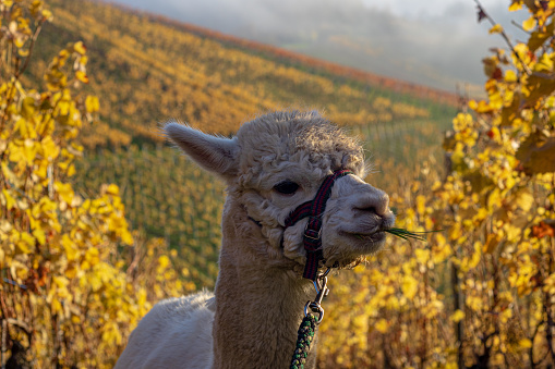 Alpaca trekking in the vineyards near Stuttgart during Autumn